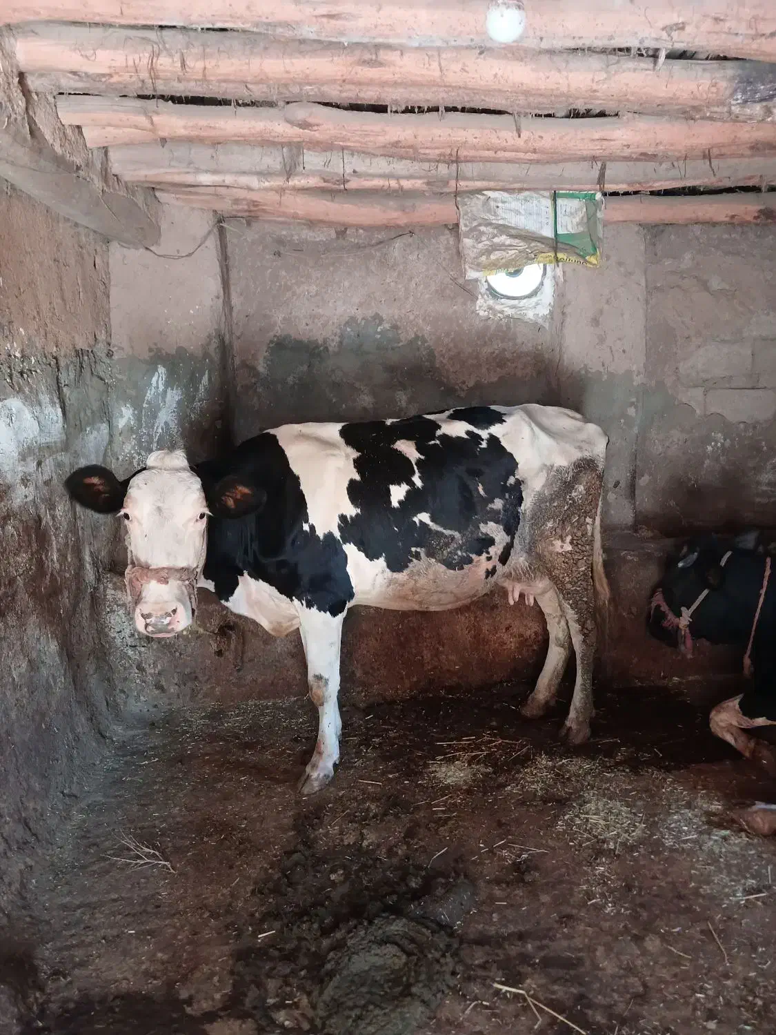 گاو گوساله|حیوانات مزرعه|موچش, |دیوار