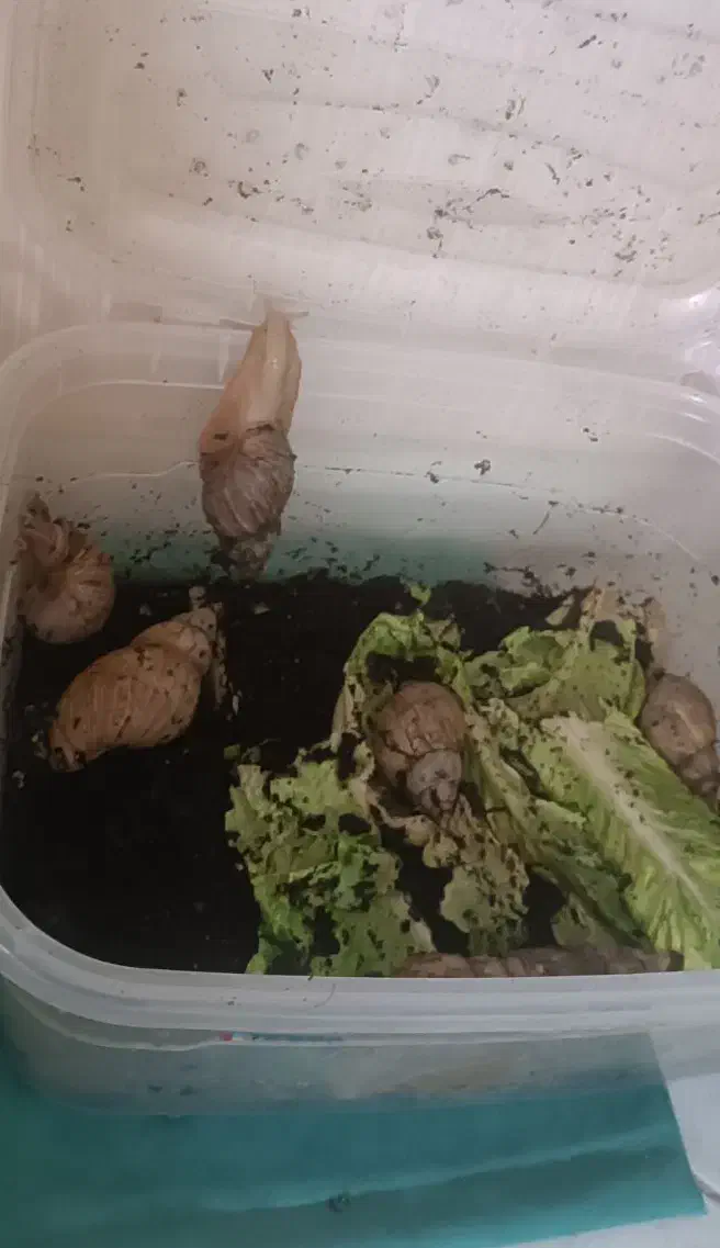 حلزون|خزنده|مشهد, آزادشهر|دیوار