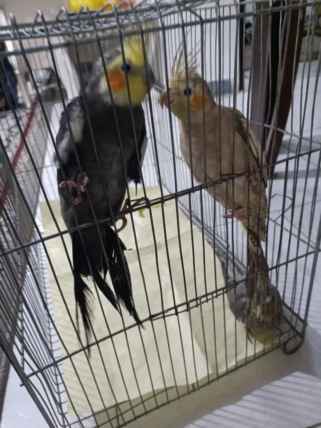 عروس هلندی|پرنده|بومهن, |دیوار