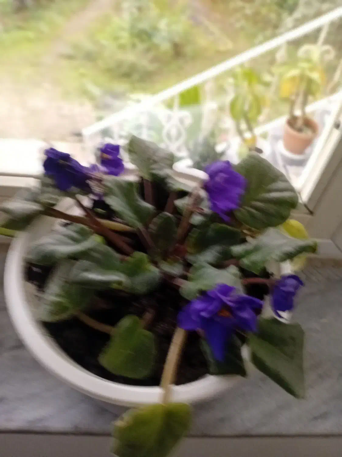 گل بنفشه آفریقایی فروشی|گل و گیاه طبیعی|حویق, |دیوار