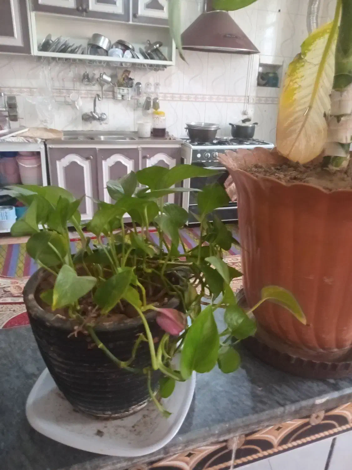 رو بالشتی وگل طبیعی|سرویس روتختی|یاسوج, |دیوار