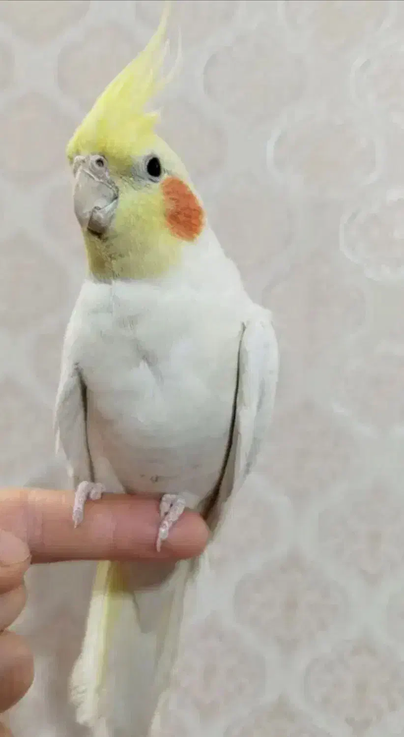 عروس هلندی|حیوانات|قم, شاه ابراهیم|دیوار