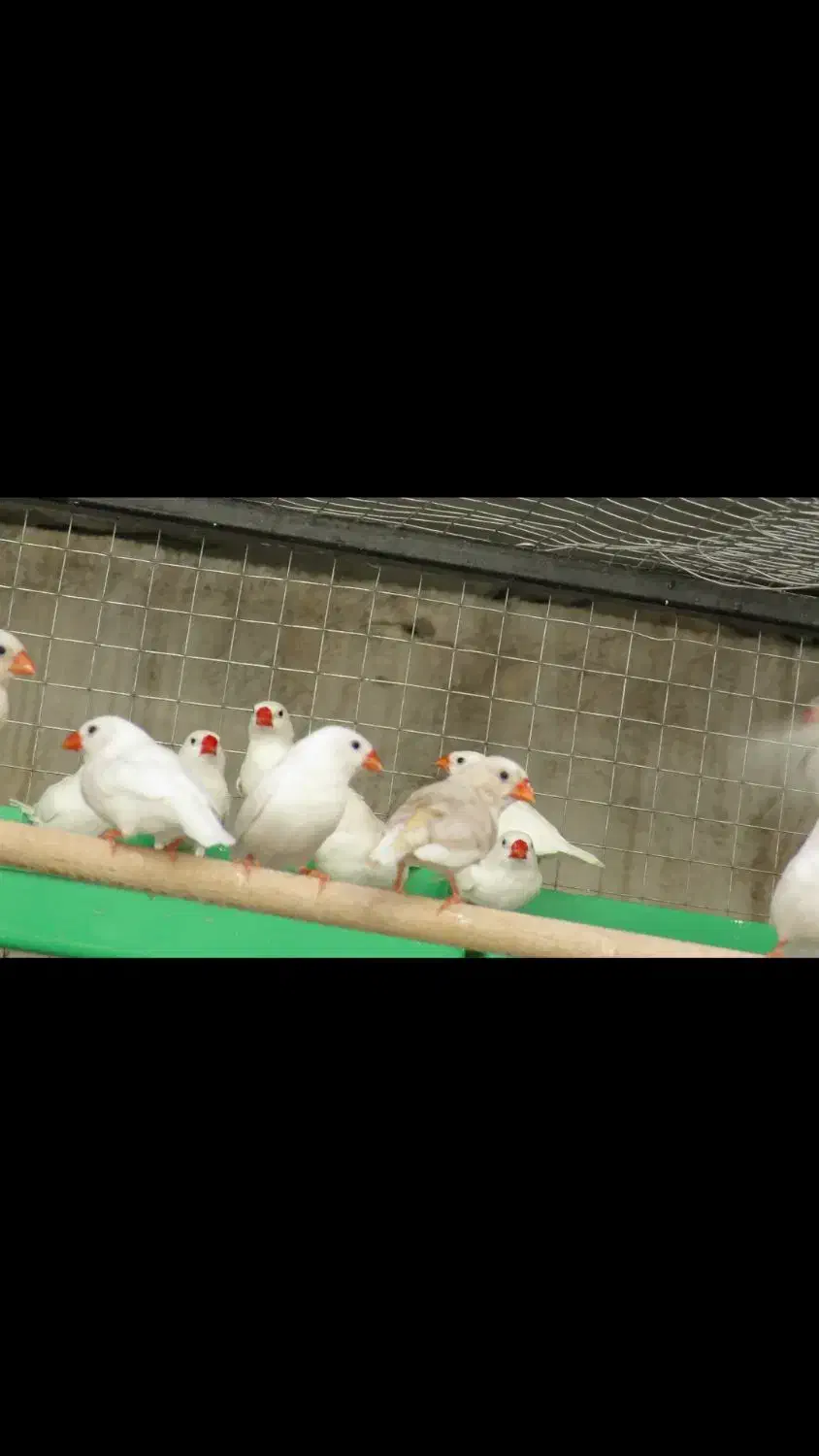 فنج سفید و آهویی|پرنده|کازرون, |دیوار