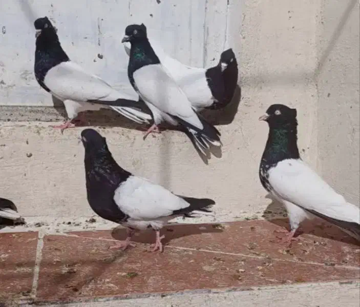 کفتر کله|پرنده|آبدانان, |دیوار