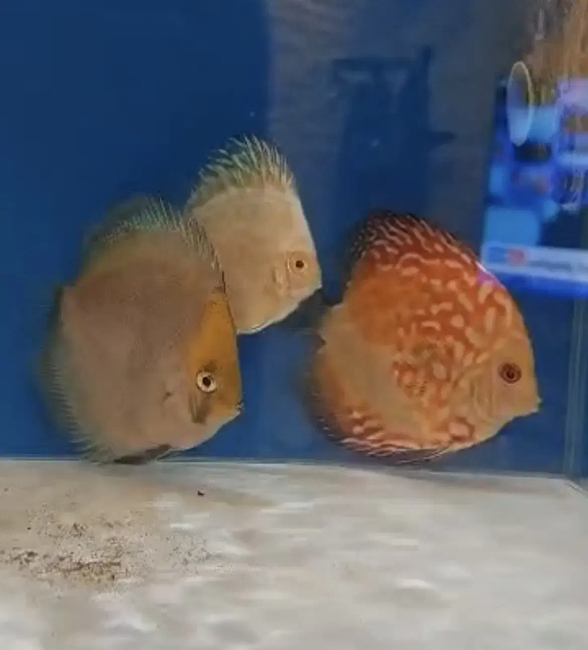 ماهی دیسکس|ماهی|تهران, کاج|دیوار