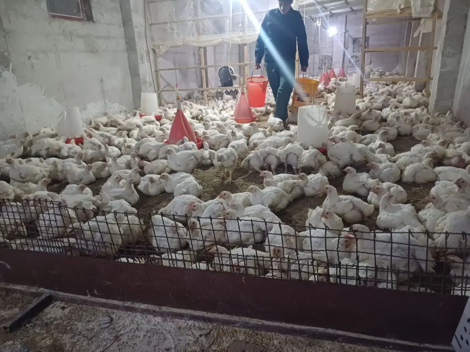 مرغ گوشتی زنده|حیوانات مزرعه|گوراب زرمیخ, |دیوار