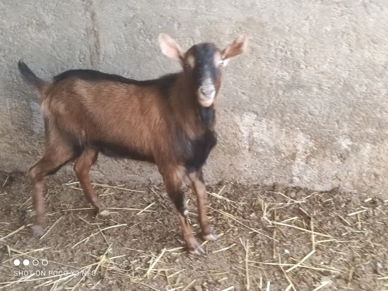 کره نر|حیوانات مزرعه|اردکان, |دیوار