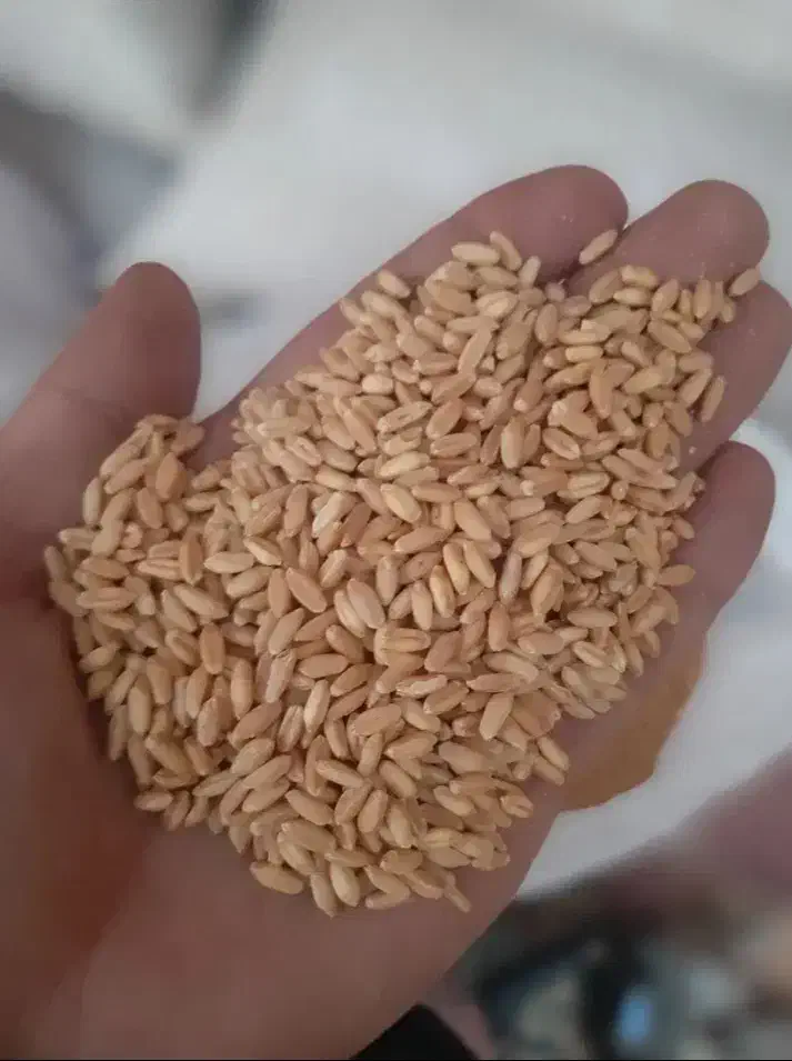 فروش گندم  1/5تن|عمده‌فروشی|مریوان, |دیوار