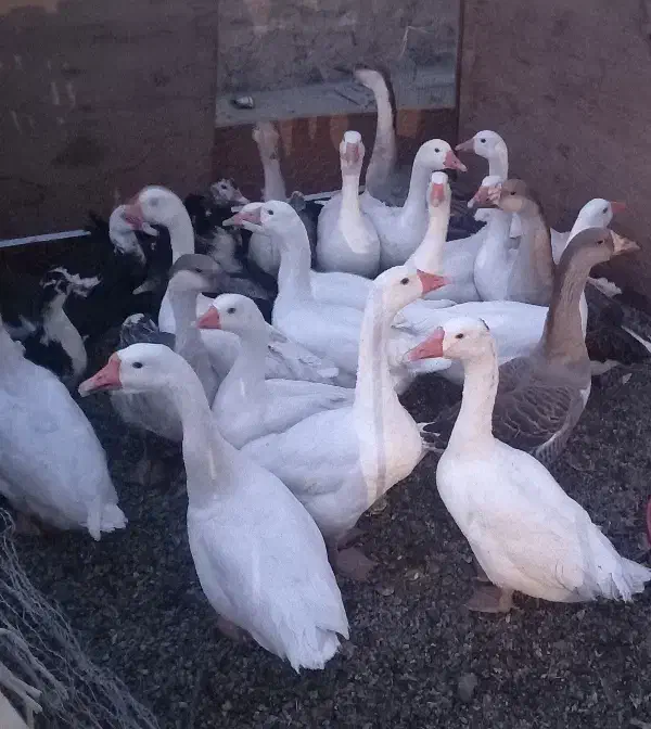 فروش غاز محلی|حیوانات مزرعه|نقده, |دیوار