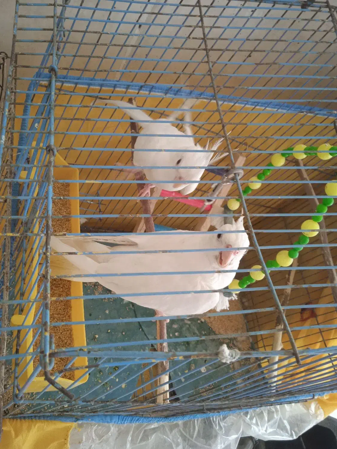 یک جفت عروس هلندی آلبینو|پرنده|کهنوج, |دیوار