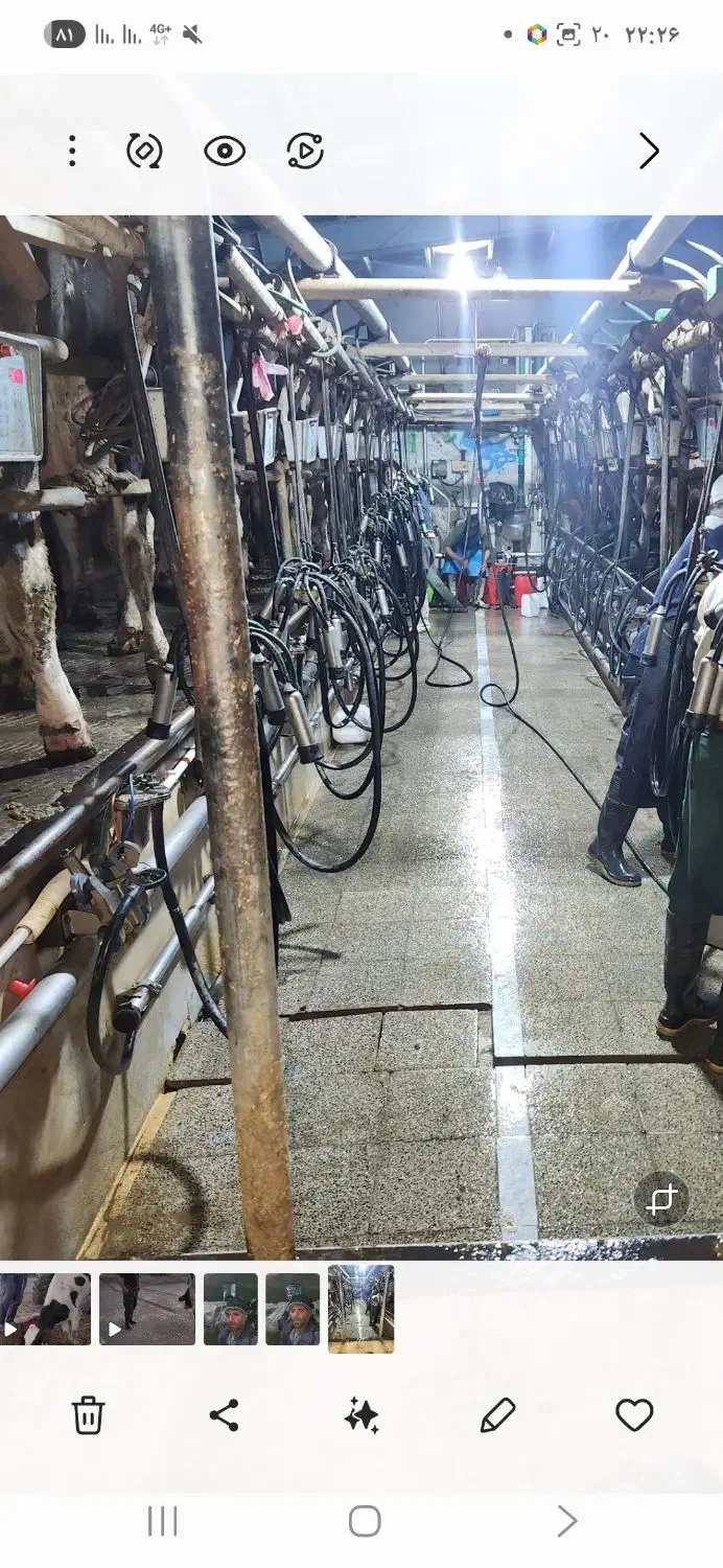 کارگر با تجربه گاوداری|استخدام صنعتی، فنی، مهندسی|شراء, |دیوار