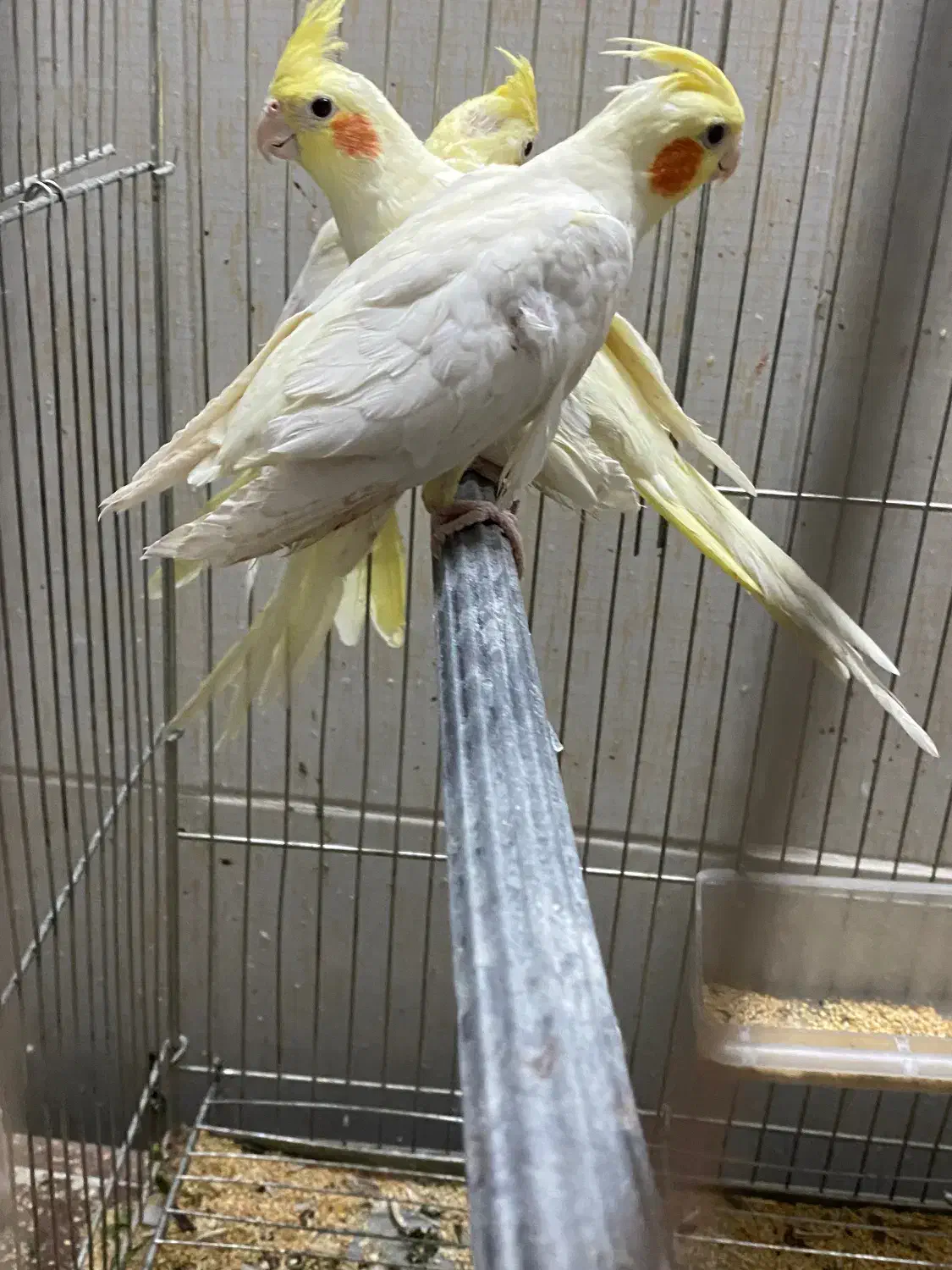 جوجه عروس هلندی 4ماهه|پرنده|بیرجند, |دیوار