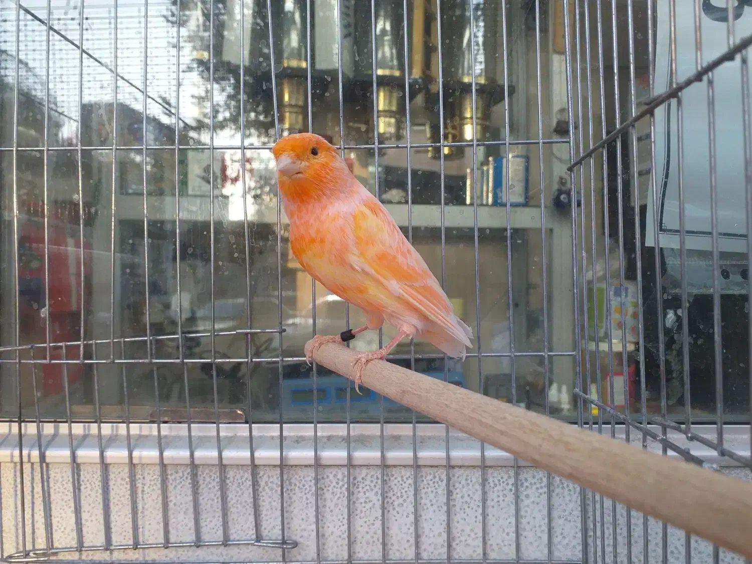 قناری نر شلاقی ماده آماده چمنی  لیزارد سرخ برفکی|پرنده|شهرضا, |دیوار