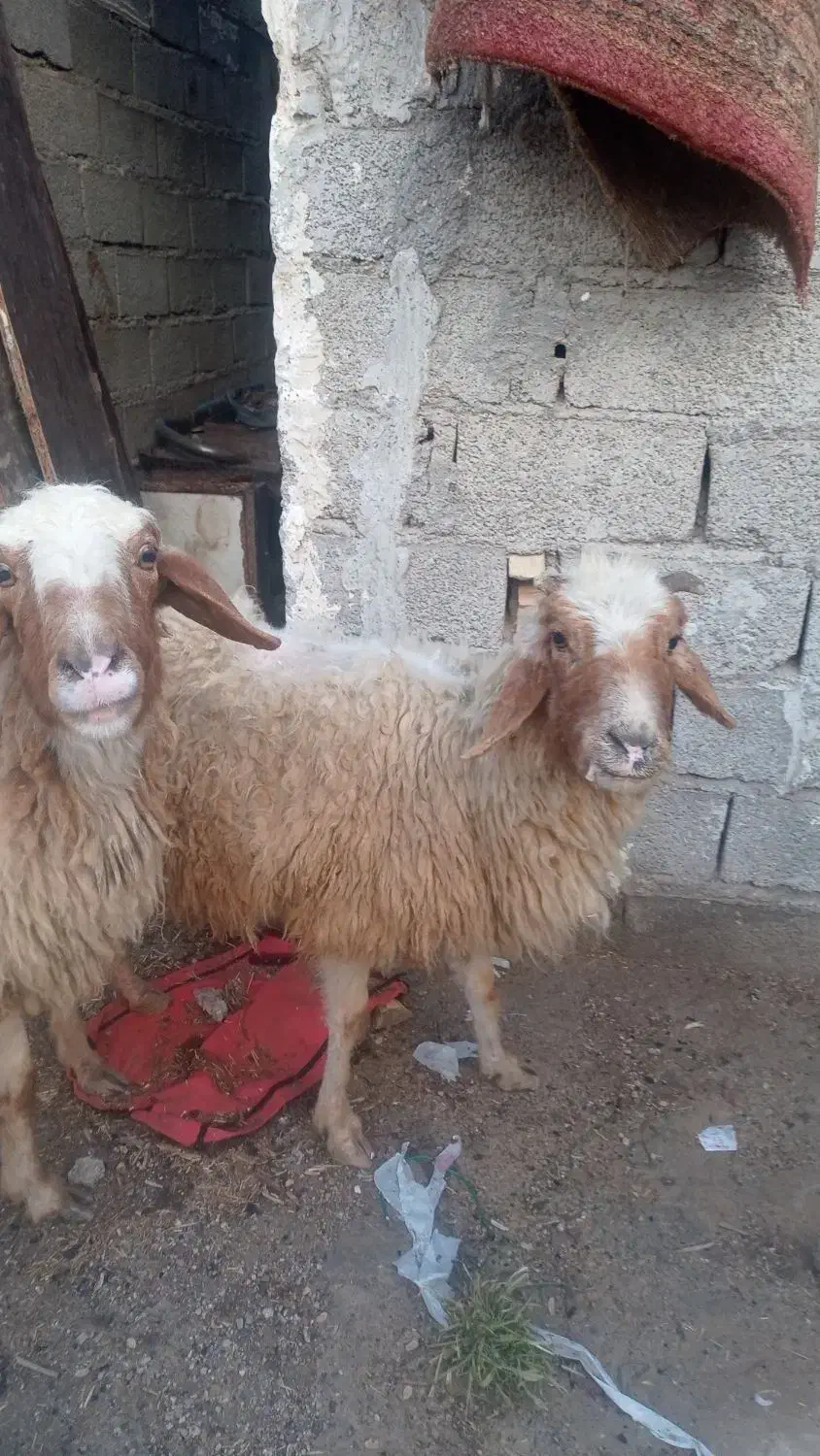 گوسفند بره بز|حیوانات مزرعه|حمیدیه, |دیوار