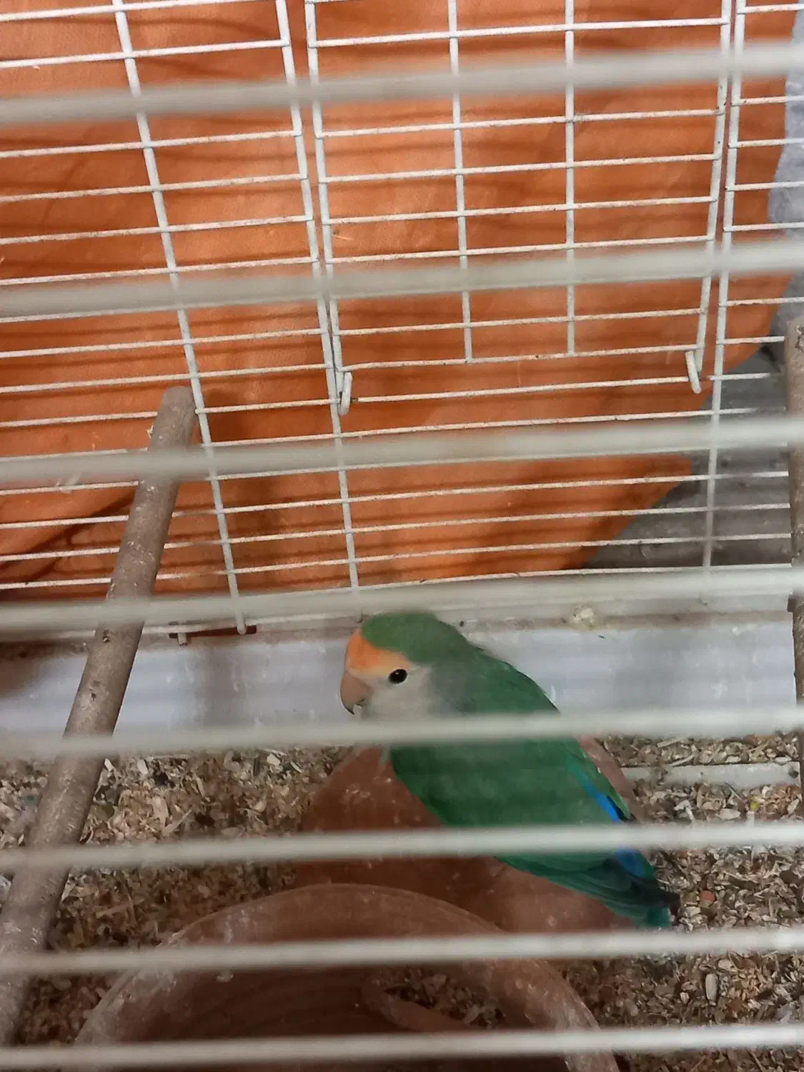 دو عدد کوتوله بالغ و مولد|پرنده|قم, باجک دو|دیوار