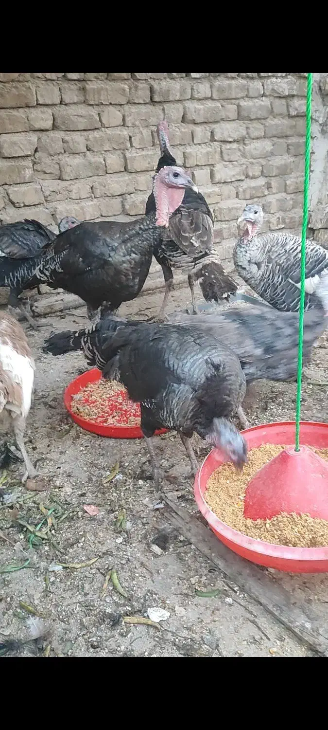 بوقلمون نر و ماده|حیوانات مزرعه|فلاورجان, |دیوار