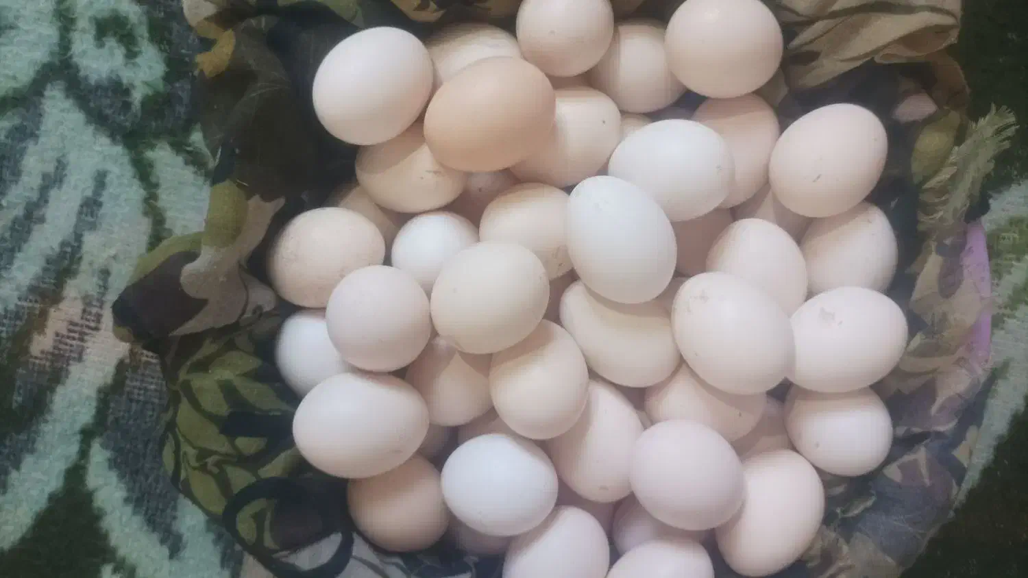 تخم مرغ محلی|خوردنی و آشامیدنی|هامون, |دیوار