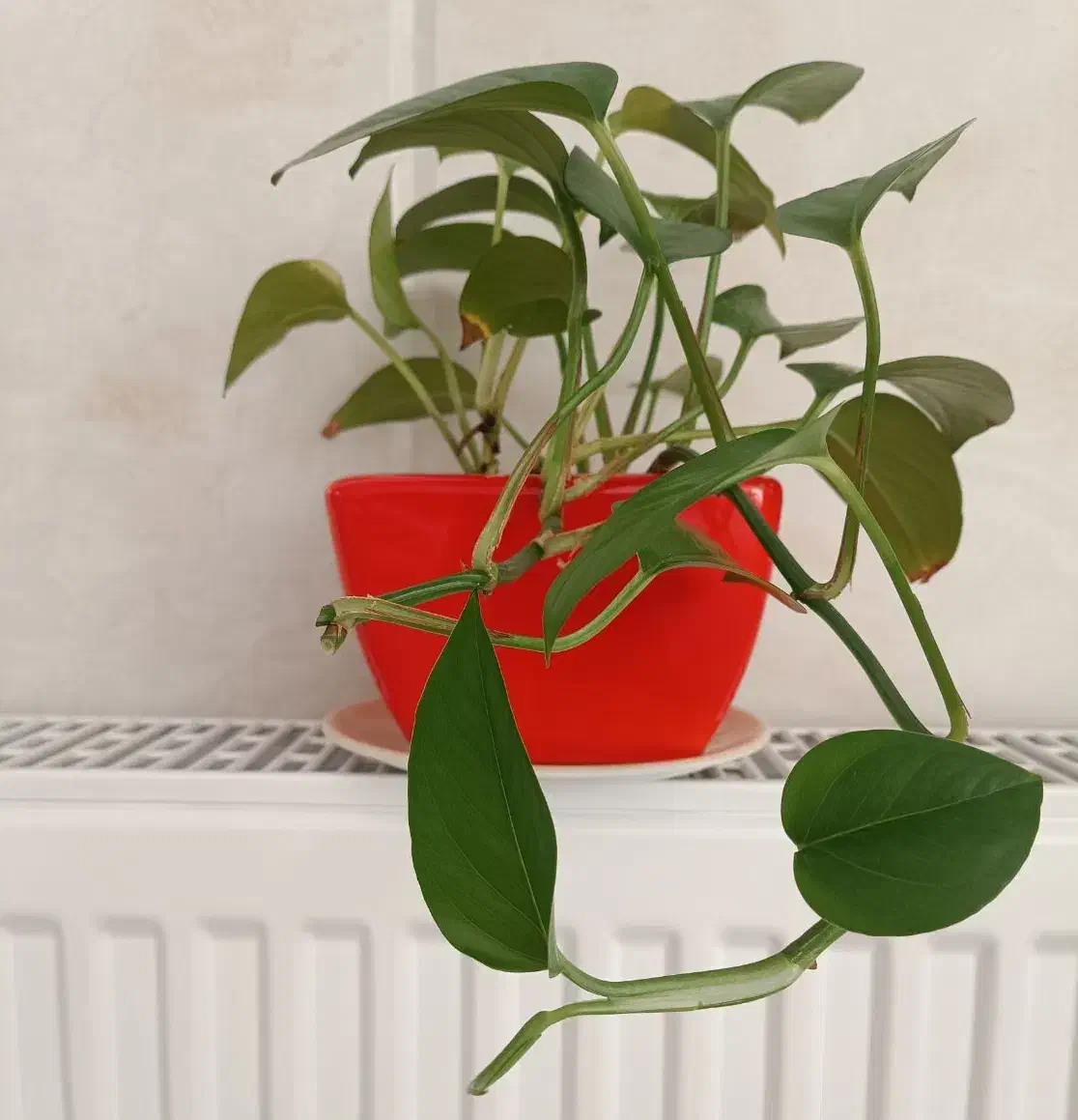 گل طبیعی|گل و گیاه طبیعی|اردکان, |دیوار