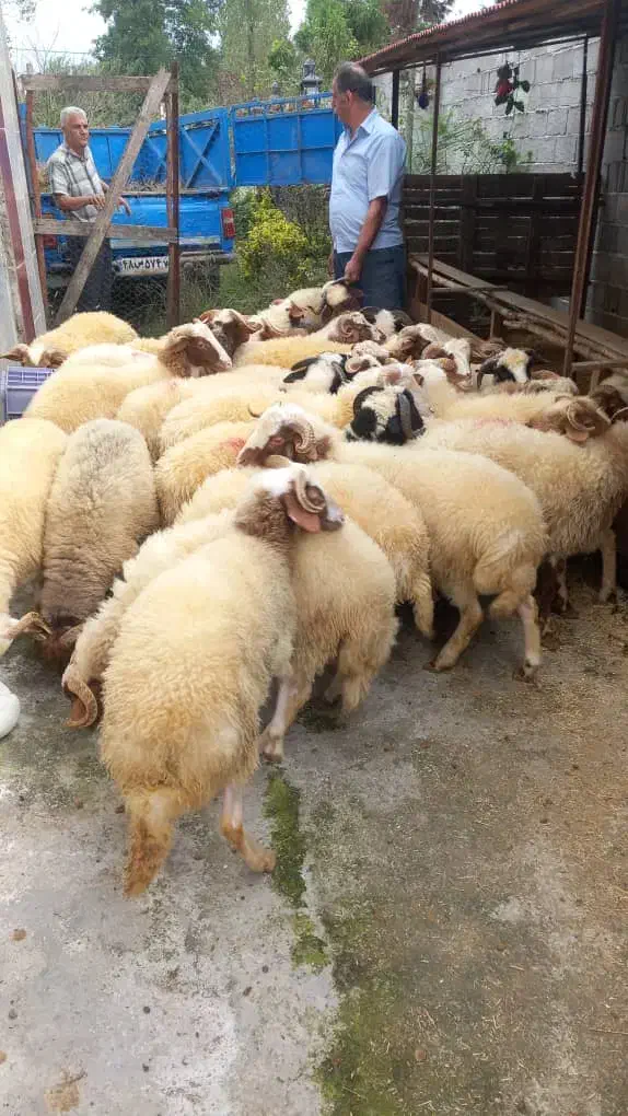 گوسفند چاق نر|حیوانات مزرعه|نوشهر, |دیوار