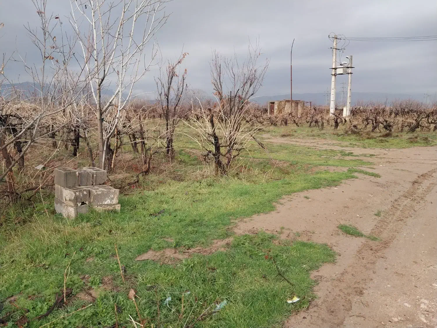 باغ شهری ۱۰۰۰متری|فروش زمین و ملک کلنگی|کوار, |دیوار