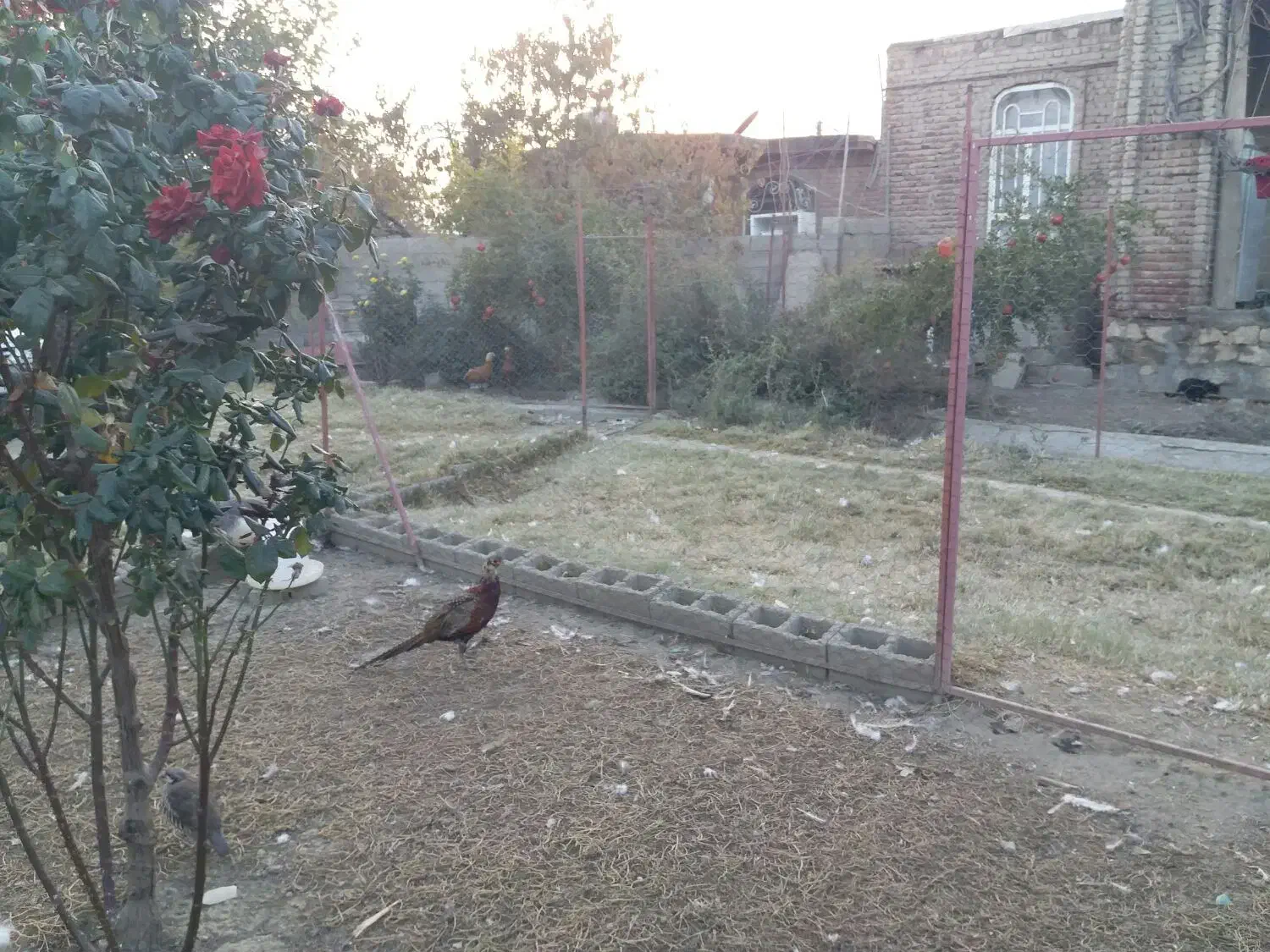 خروس آمریکایی|حیوانات مزرعه|محمدبار, |دیوار