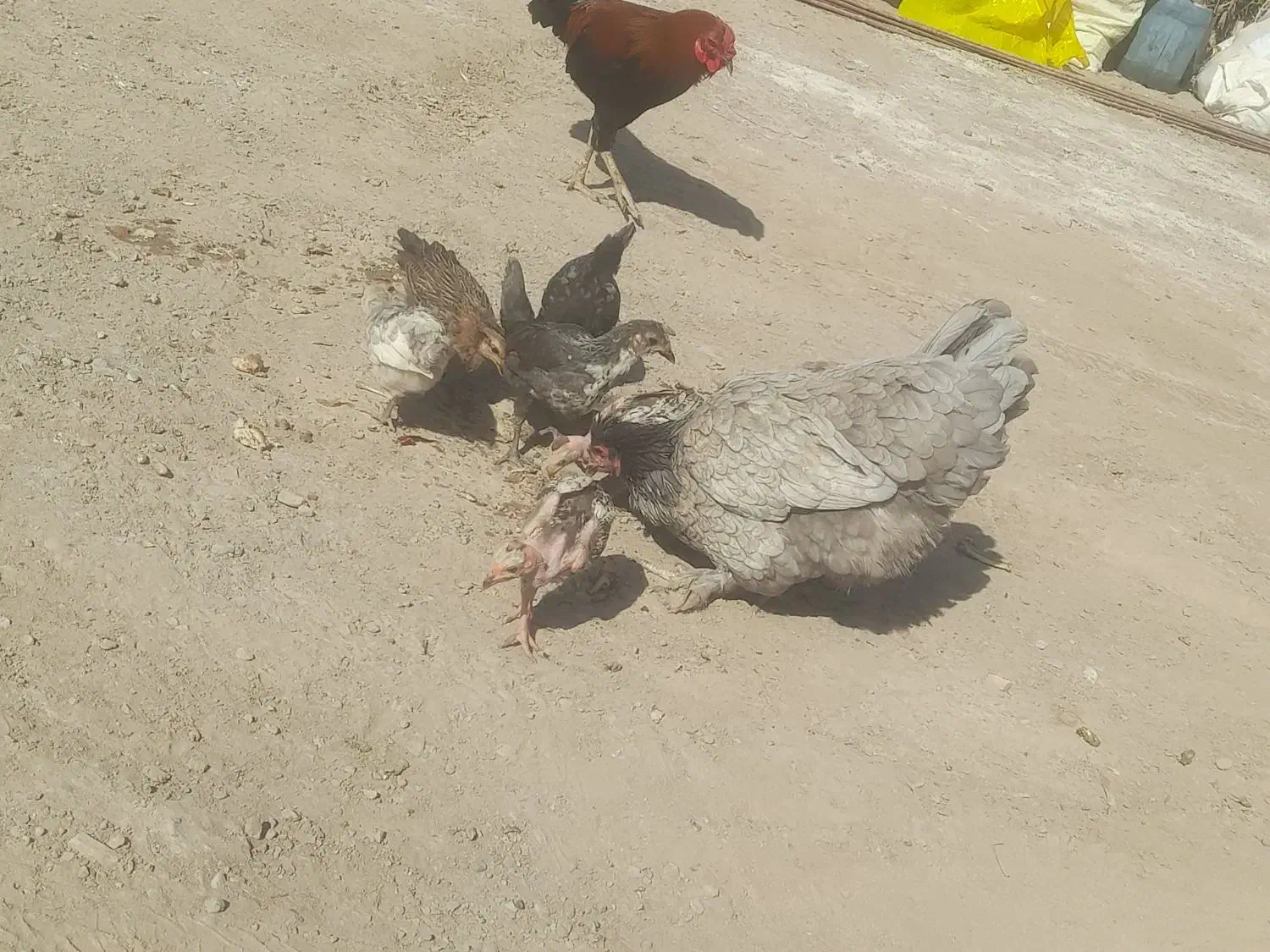 مرغ پاپر با ۷تا جوجه مرغ خیری هست قیمت ۱۳۰۰|حیوانات مزرعه|رودبار (کرمان), |دیوار