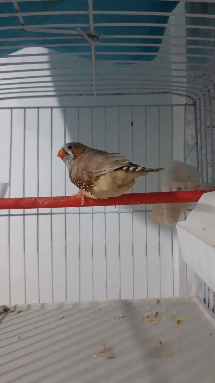 فنچ کینگ|پرنده|ساری, |دیوار