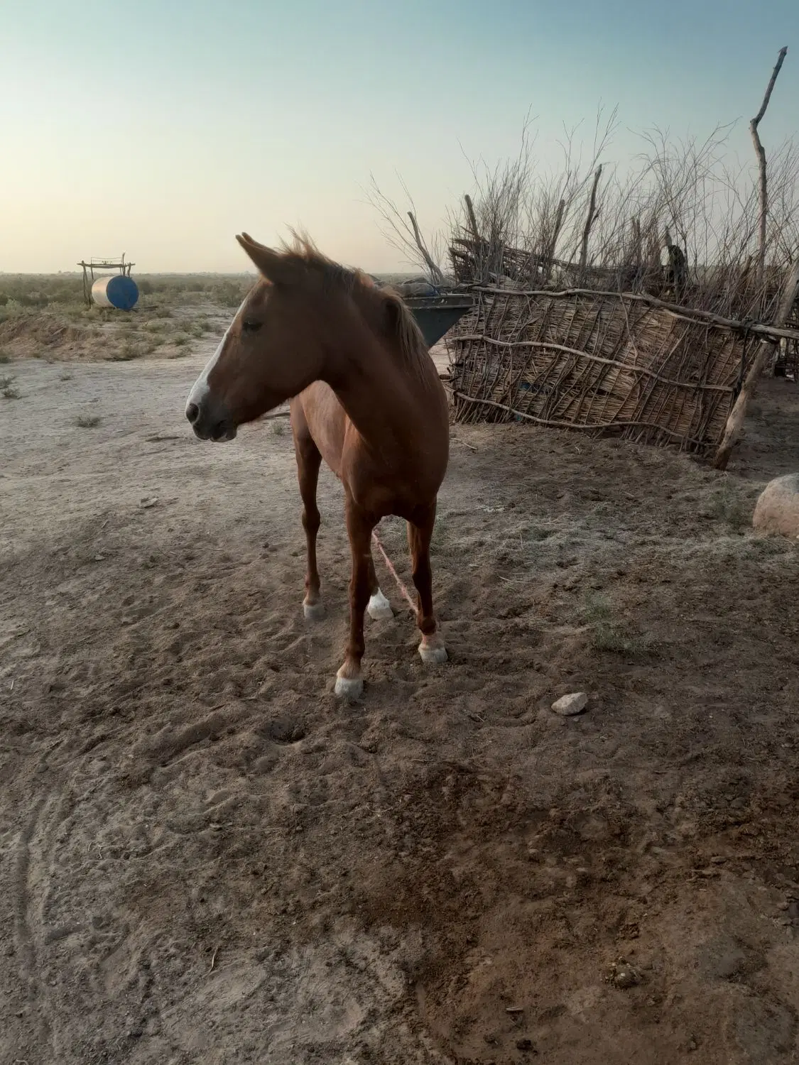 اسب|اسب و تجهیزات اسب‌سواری|شوش, |دیوار
