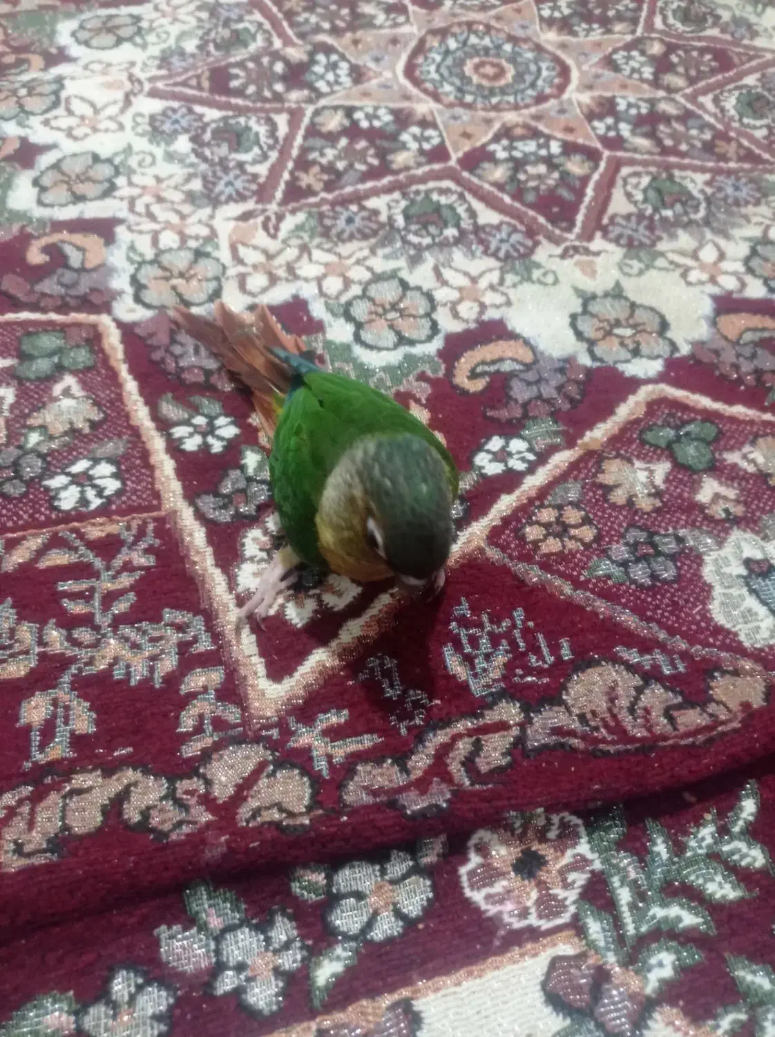 گیرینچینگ جوجه ۳ماه|پرنده|مشهد, شهید آوینی|دیوار