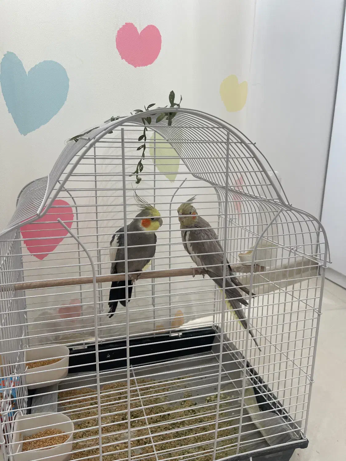 دو عدد عروس هلندی ۱.۴۰۰ تومان|پرنده|بجنورد, |دیوار