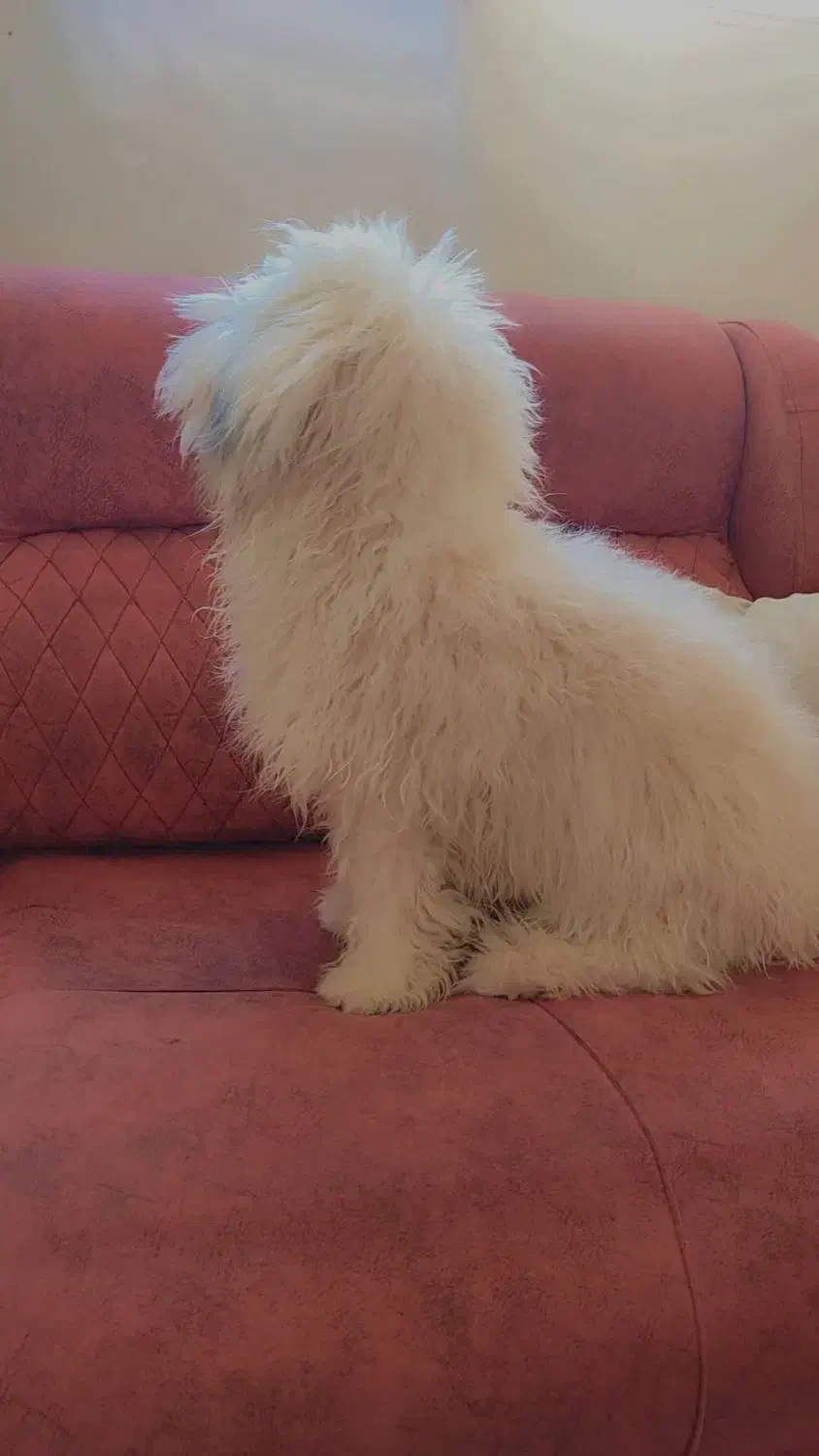 توله سگ|سگ|فولادشهر, B2|دیوار