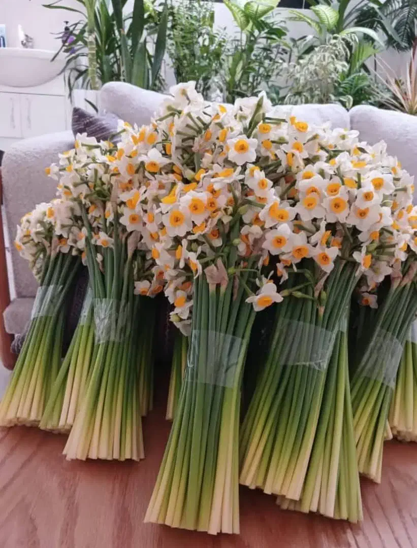 فروش گل نرگس شهلا|گل و گیاه طبیعی|جره و بالاده, |دیوار