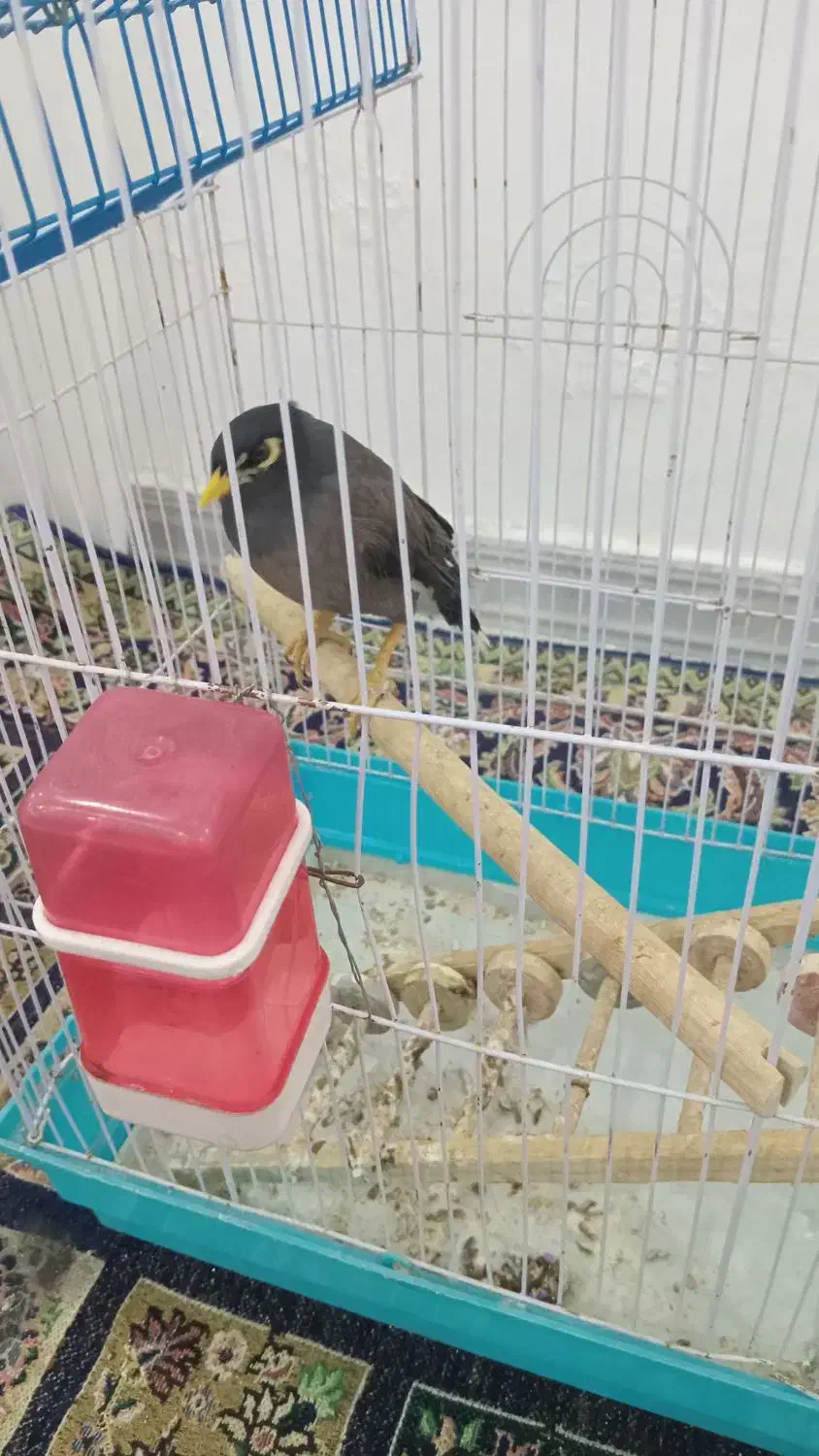 مرغ مینامعاوضه باقناری مست یاانگشتر|پرنده|ایلام, |دیوار