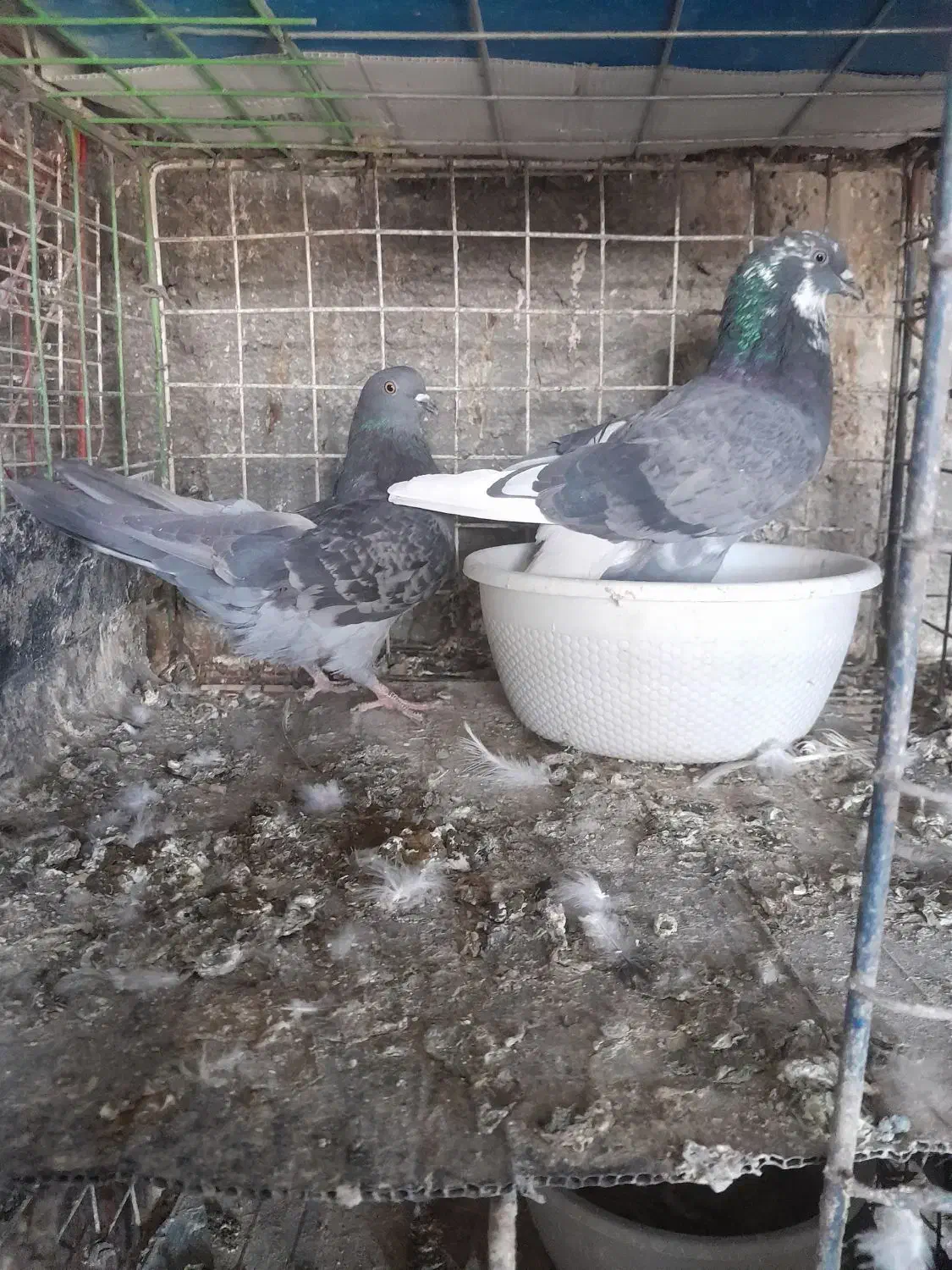 کوفتر|پرنده|برخوار, |دیوار