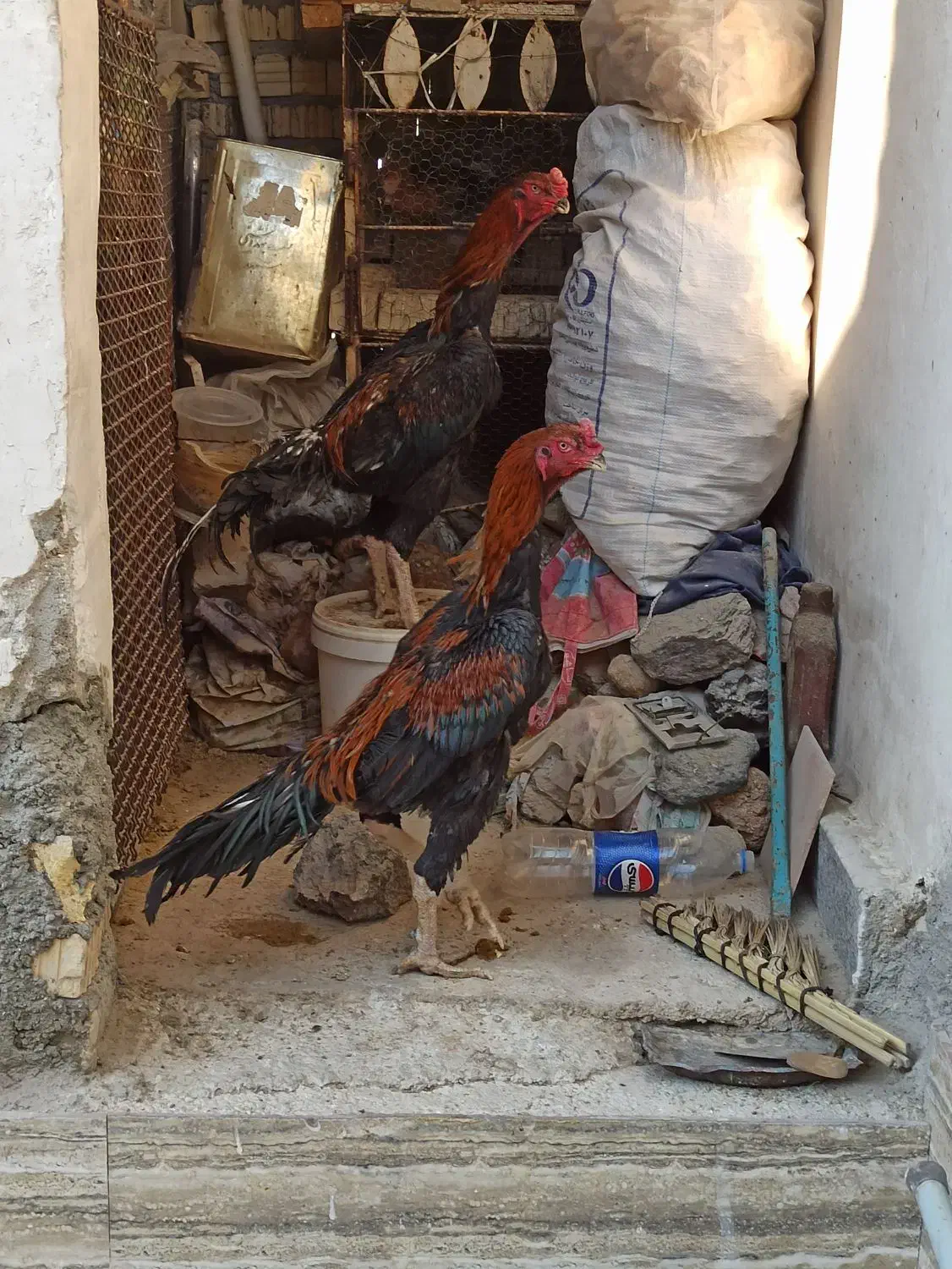 خروس|حیوانات مزرعه|خور (فارس), |دیوار