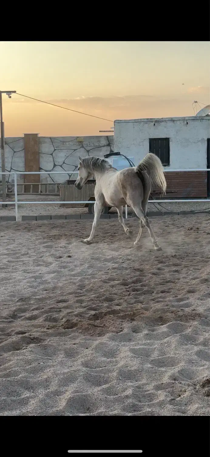 مادیان عرب ۶ دانگ دمگیر|اسب و تجهیزات اسب‌سواری|تهران, پاسداران|دیوار