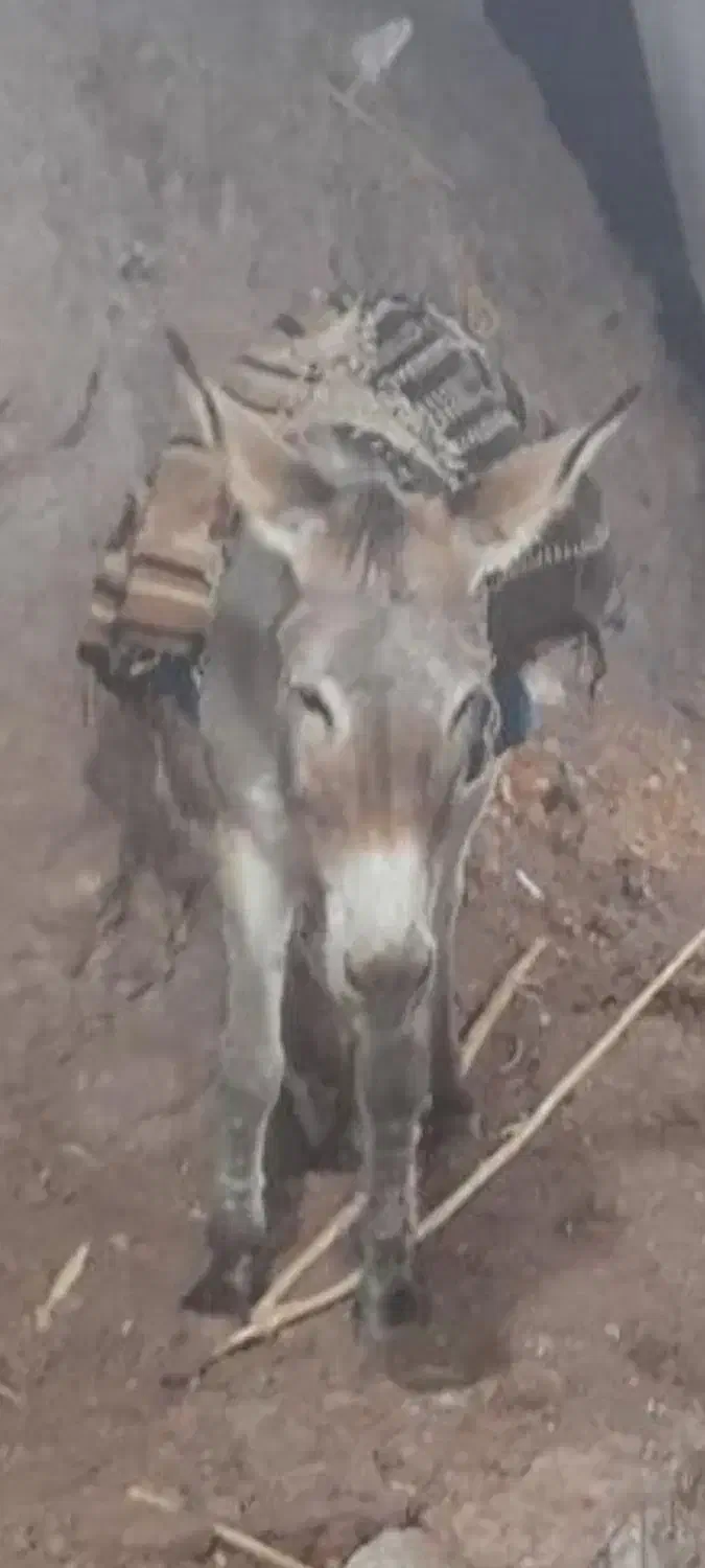 دوعدد الاغ جوان قوچاق|حیوانات مزرعه|قزوین, |دیوار