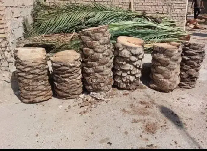 بریدن نخل و درخت قطع نخل و درخت هرس ت نقاط اهواز|خدمات باغبانی و درختکاری|اهواز, زیتون کارمندی|دیوار
