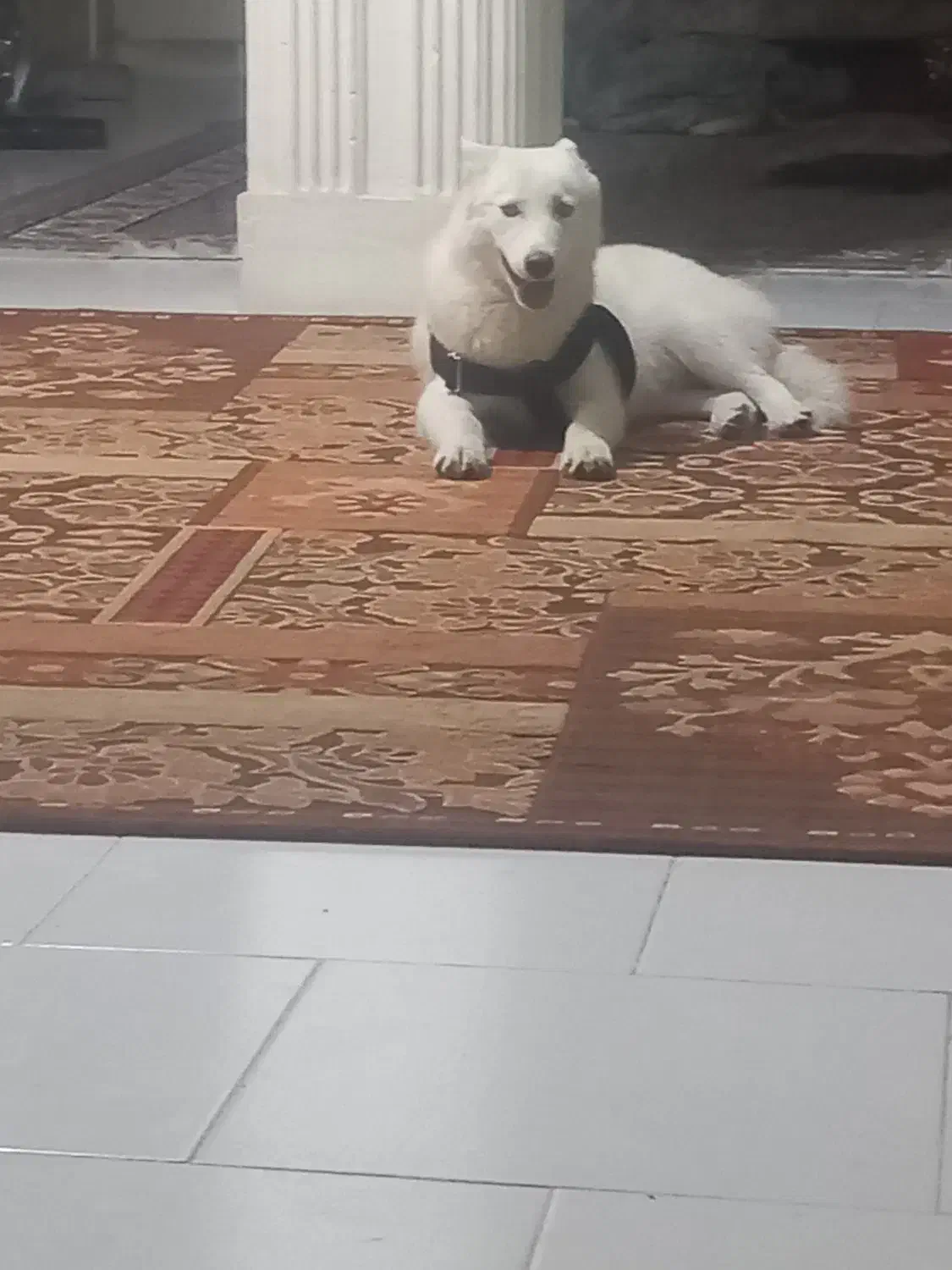 توله هاسکی ۵ ماه رایگان|سگ|کرج, باغستان|دیوار