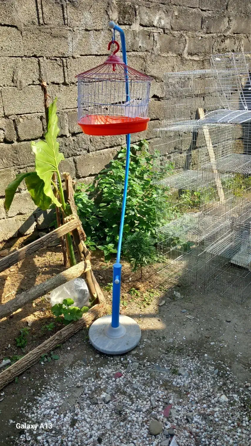 وسایل پرنده|لوازم جانبی حیوانات|تالش, تالش|دیوار