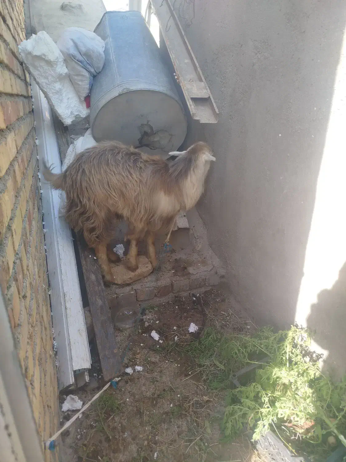 بز 34کیلو|حیوانات مزرعه|بزینه رود, |دیوار