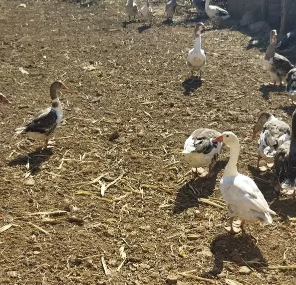 20عدد غاز نر و ماده|حیوانات مزرعه|پارسآباد, |دیوار