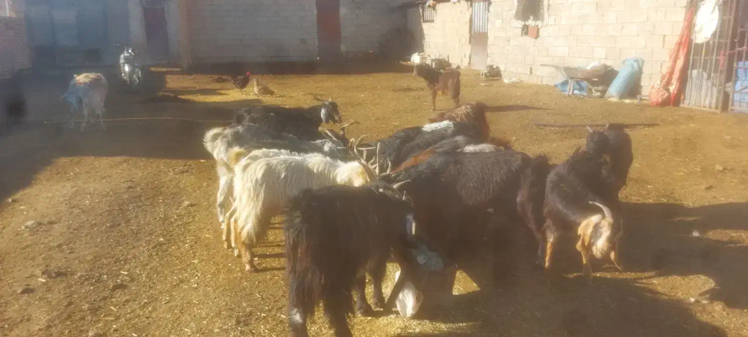 گوسفندو بز|حیوانات مزرعه|پاسارگاد, |دیوار