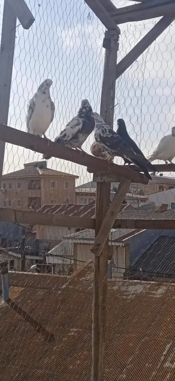 کبوتر|پرنده|رشت, جانبازان|دیوار