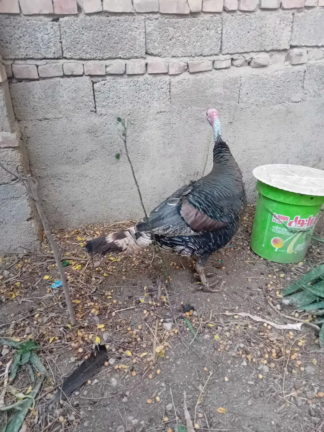 بقلمون|حیوانات مزرعه|آزادشهر, |دیوار