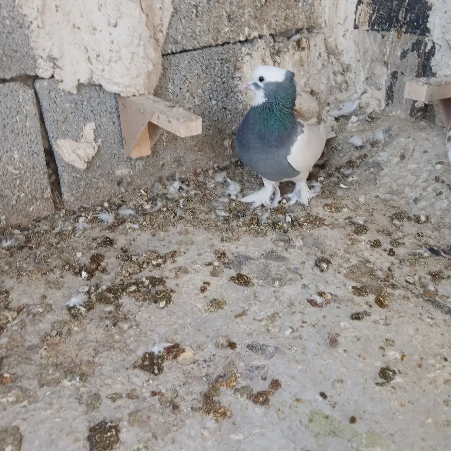 طوقی ماده|پرنده|شیراز, کفترک|دیوار