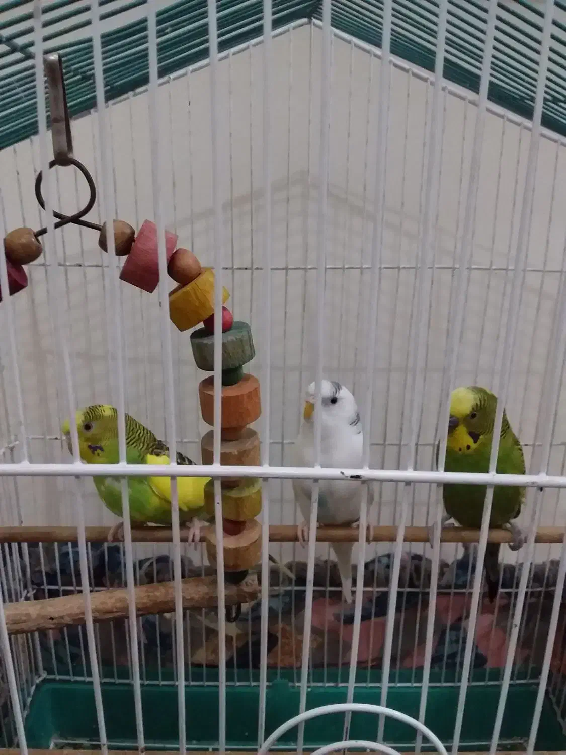 مرغ عشق|پرنده|قزوین, |دیوار