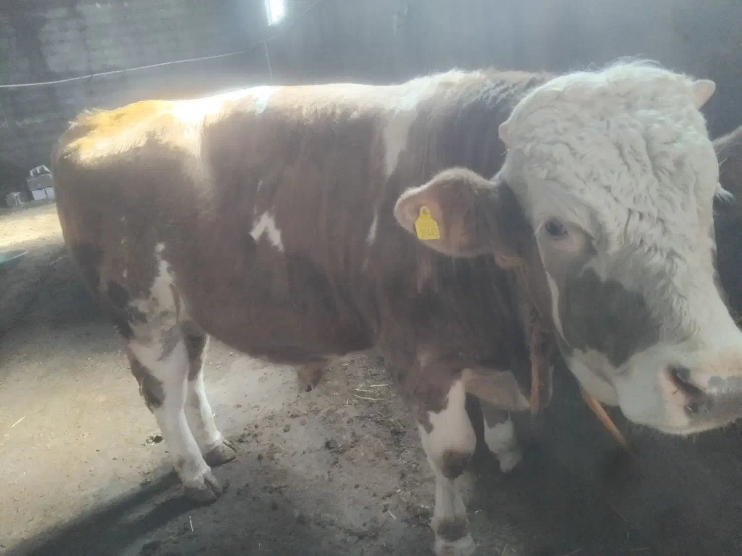 گاوگوساله نر|حیوانات مزرعه|اردبیل, |دیوار