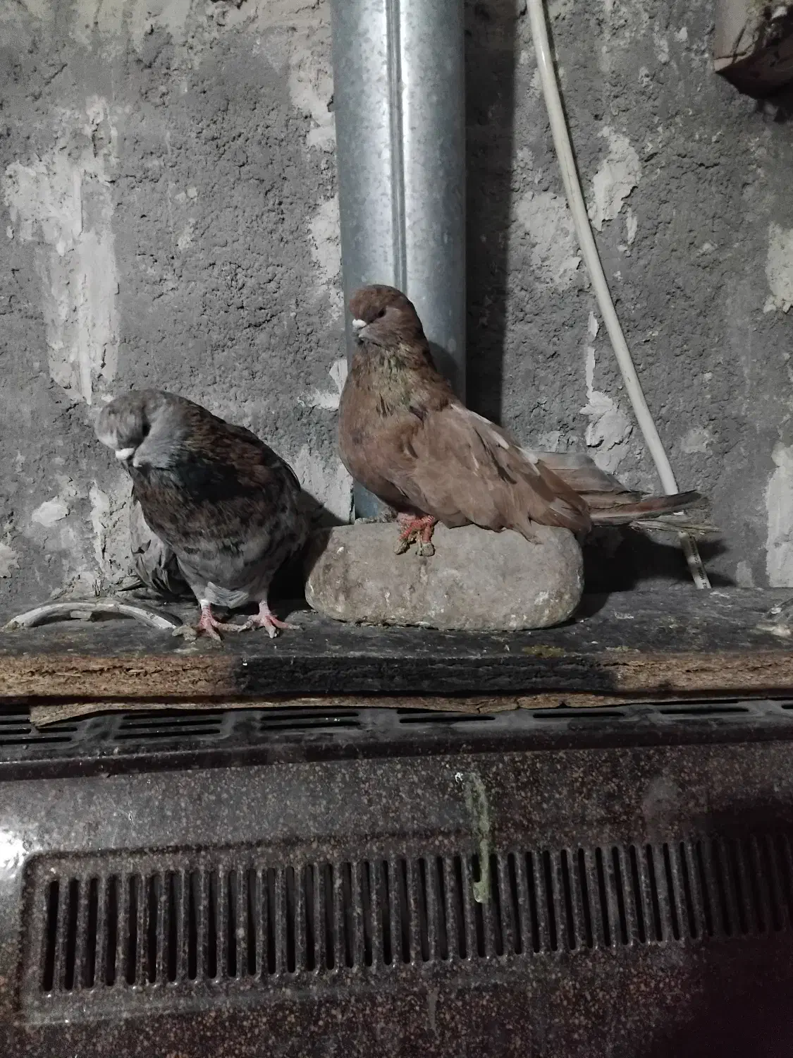 پرنده|پرنده|میانه, |دیوار