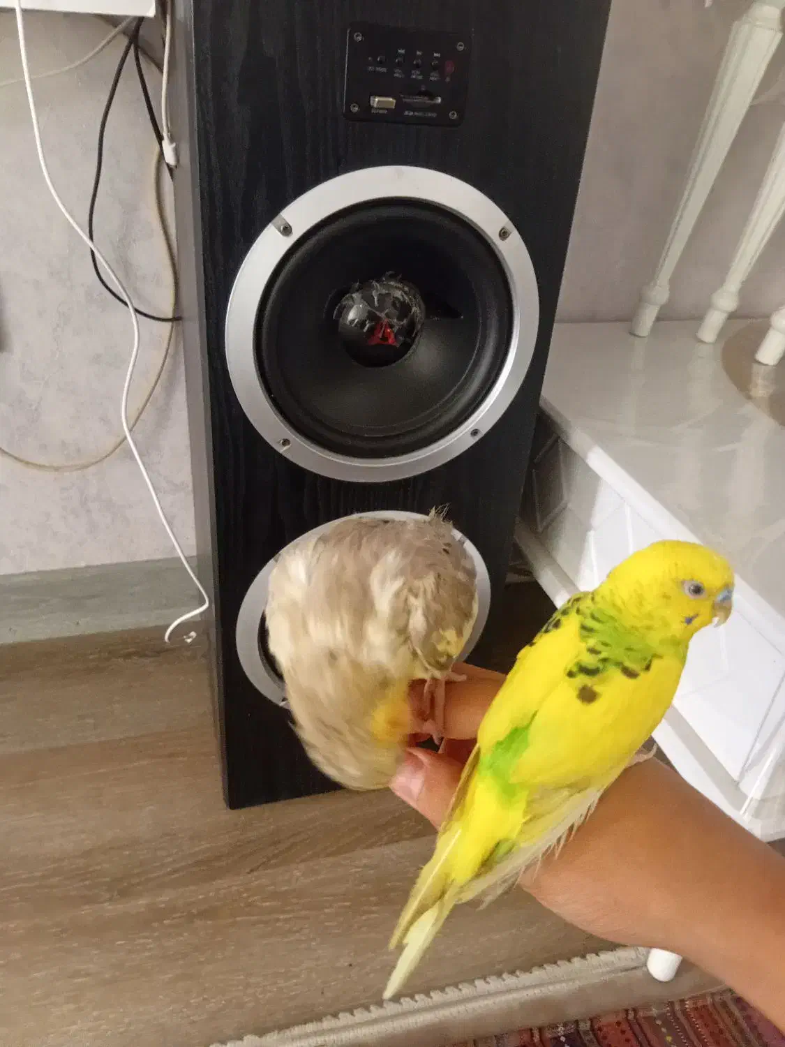 عروس هلندی با مرغ عشق|پرنده|قدس, شهرقدس|دیوار